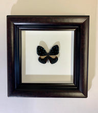 Vintage Framed Butterflies