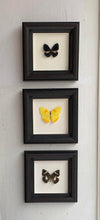 Vintage Framed Butterflies