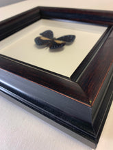 Vintage Framed Butterflies