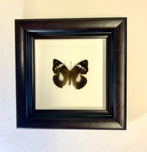 Vintage Framed Butterflies