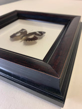 Vintage Framed Butterflies