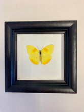 Vintage Framed Butterflies